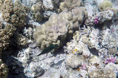 Canthigaster margaritata