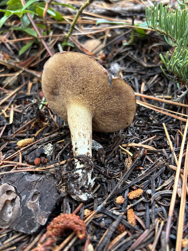 Suillus subalpinus