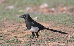 Pica mauritanica
