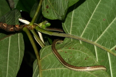Dendrelaphis