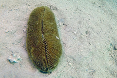 Ctenactis