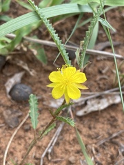 Corchorus asplenifolius