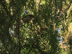 Vireo griseus
