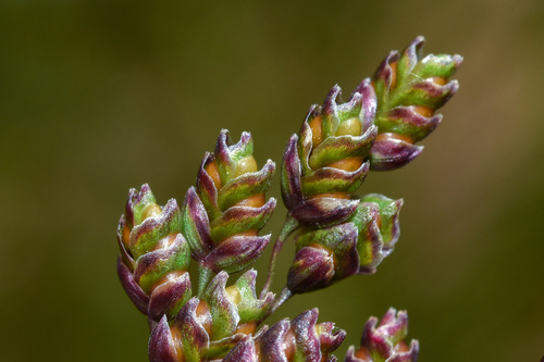Chascolytrum lamarckianum