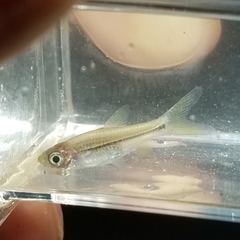 Rasbora