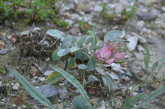 Hedysarum gypsaceum