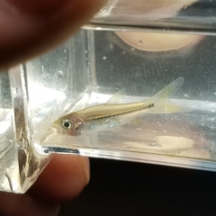Rasbora