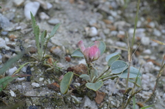 Hedysarum gypsaceum