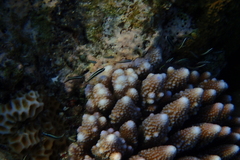 Thalassoma amblycephalus