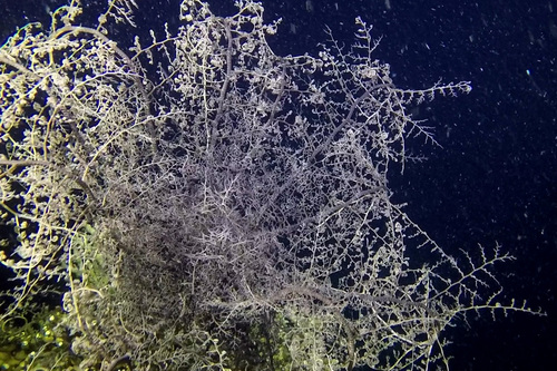 Naked Basket Star — seen at this dive site