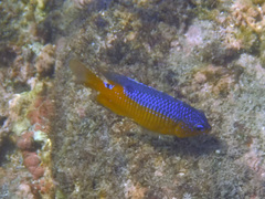 Stegastes flavilatus