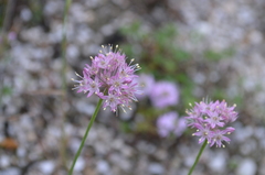 Allium gracillimum