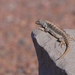 Fox’s Lizard - Photo (c) herpetomaps, some rights reserved (CC BY-NC), uploaded by herpetomaps