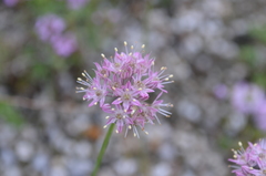 Allium gracillimum
