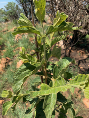 Vangueria