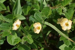 Kallstroemia rosei