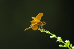 Perithemis icteroptera