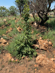 Vangueria