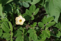 Kallstroemia rosei