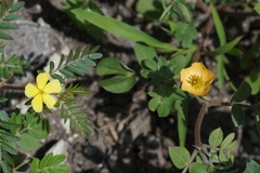 Kallstroemia rosei