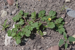 Kallstroemia rosei