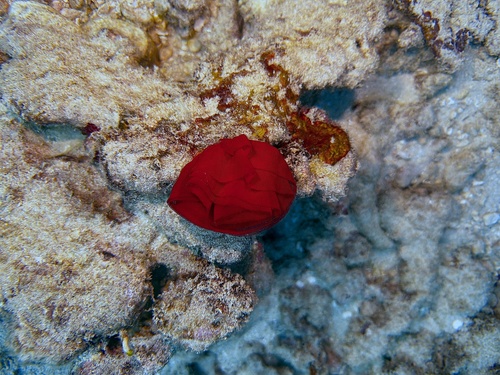 Hexabranchus sandwichensis observed 2025-11-11