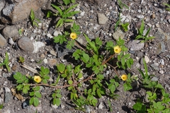 Kallstroemia rosei