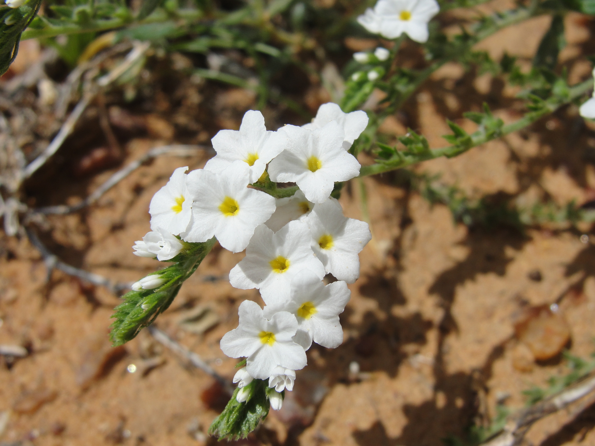 Euploca humilis