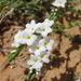 Dwarf Tournefortia - Photo (c) Marcondes Oliveira, some rights reserved (CC BY-NC), uploaded by Marcondes Oliveira