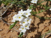 Dwarf Tournefortia - Photo (c) Marcondes Oliveira, some rights reserved (CC BY-NC), uploaded by Marcondes Oliveira