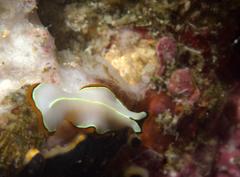 Pseudoceros contrarius