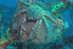 Amphithrax pilosus