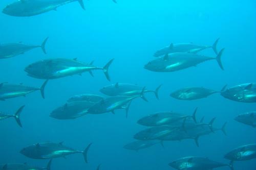Eastern Pacific Bonito