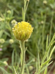 Lasiosiphon sericocephalus