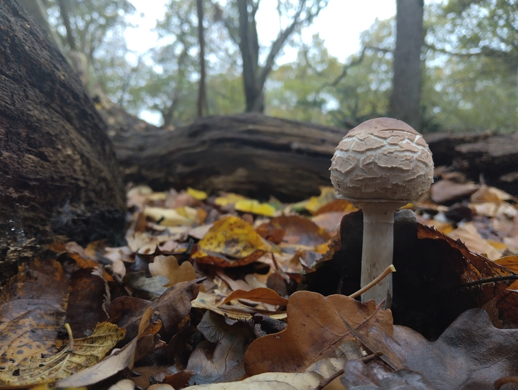 Chlorophyllum rhacodes · November 2025 · photo: © ingridathomew5 (iNaturalist, cc0)