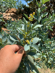 Searsia zeyheri