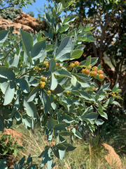 Searsia zeyheri