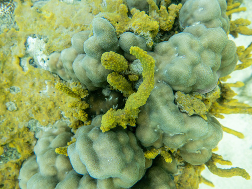 Pseudoceratina purpurea observed 2025-11-11
