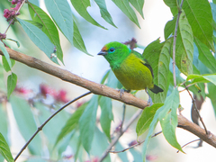 Chlorophonia cyanea
