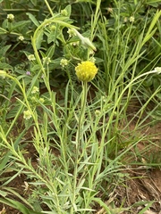 Lasiosiphon sericocephalus