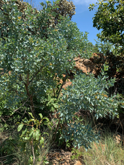 Searsia zeyheri