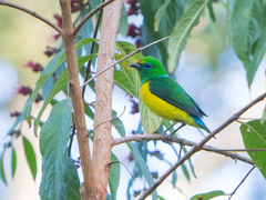 Chlorophonia cyanea