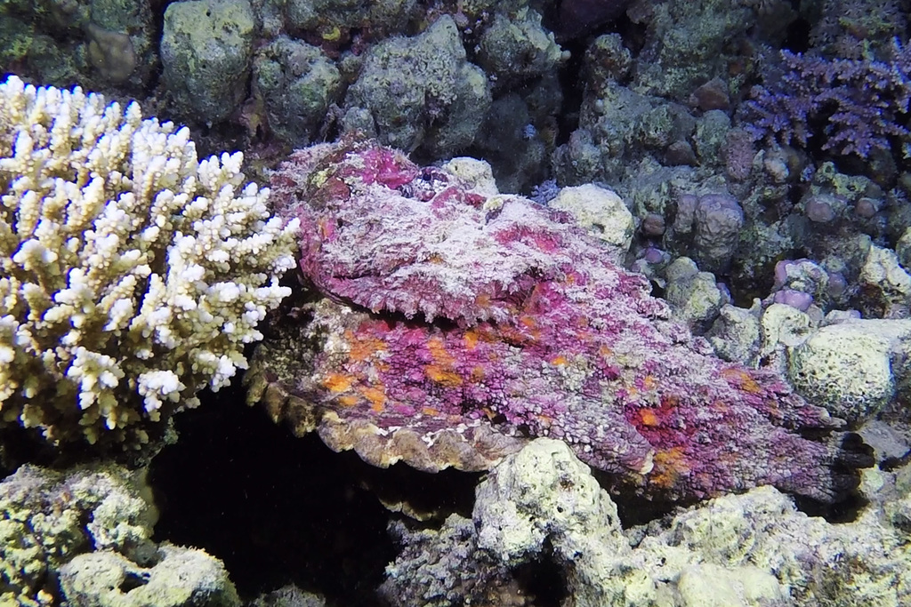 Stonefish covered in pink algae beside coral in the Red Sea