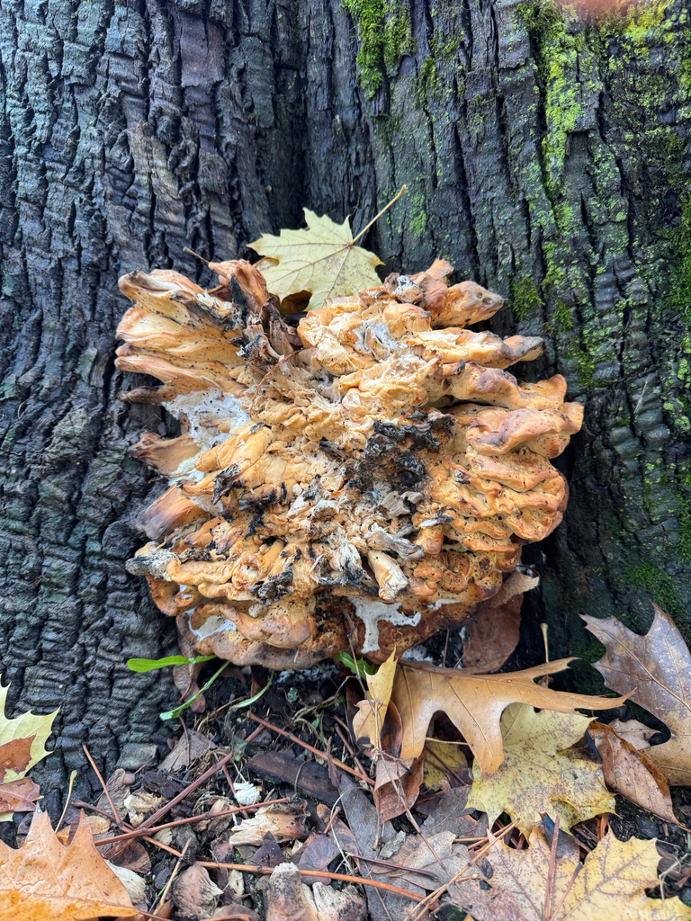 Laetiporus sulphureus · November 2025 · photo: © richard176 (iNaturalist, cc0)