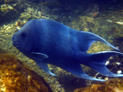 Giant Damselfish photo 3
