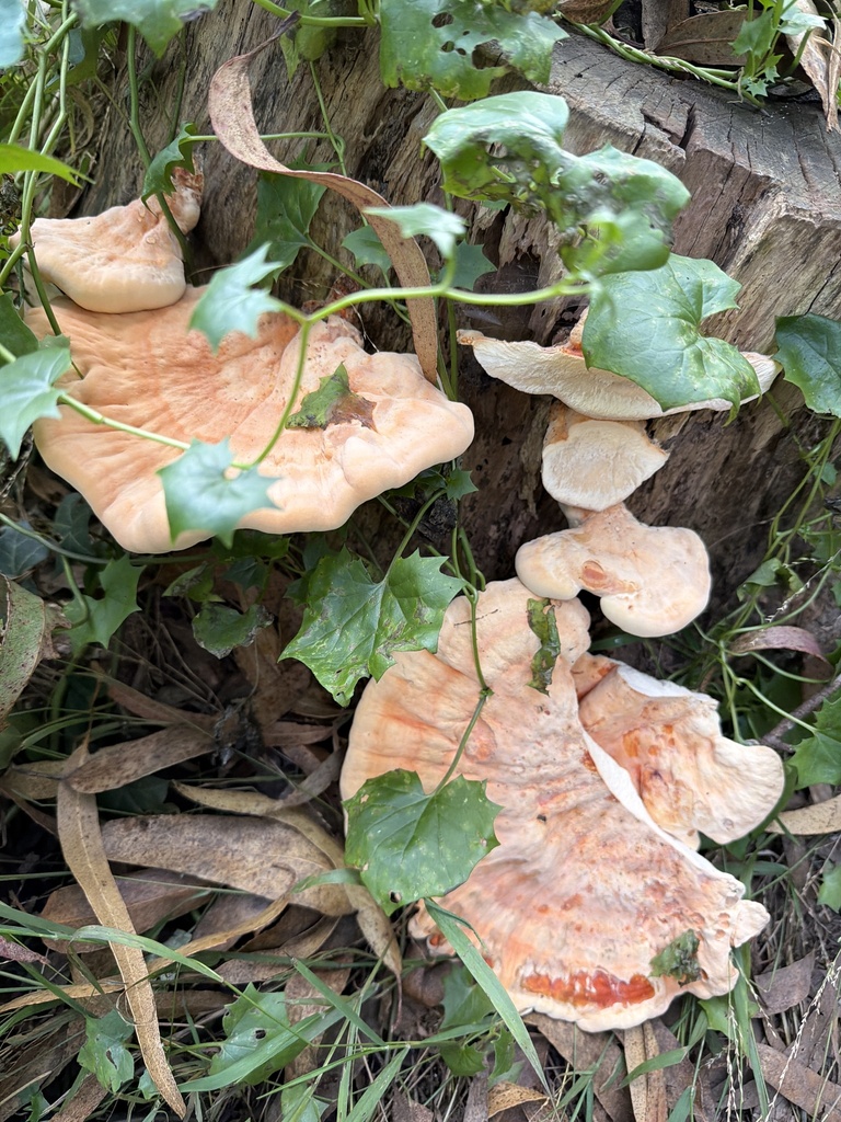 Laetiporus gilbertsonii · November 2025 · photo: © anishavita (iNaturalist, cc-by)