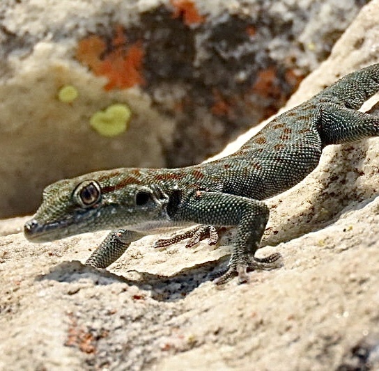 Mountain Day Gecko