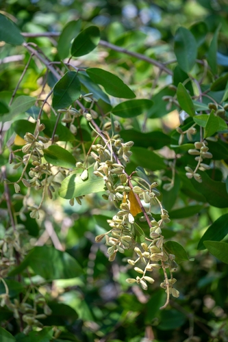 White Mangrove (Laguncularia racemosa)