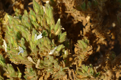Monechma cleomoides