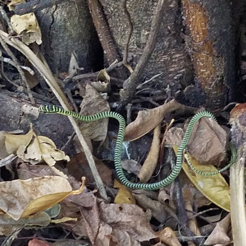 Photo of a Golden Flying Snake (Chrysopelea ornata)